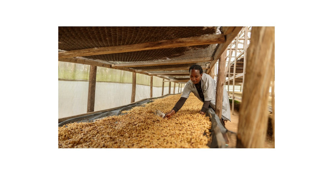 Coffee's Global Journey - EU Rules Challenge Ethiopian Farmers