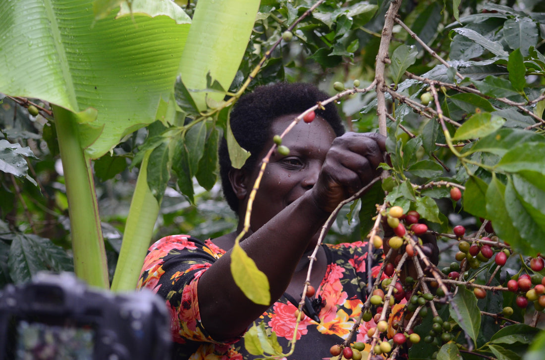 Bugisu Coffee - Uganda's Premier Bean Goes Global