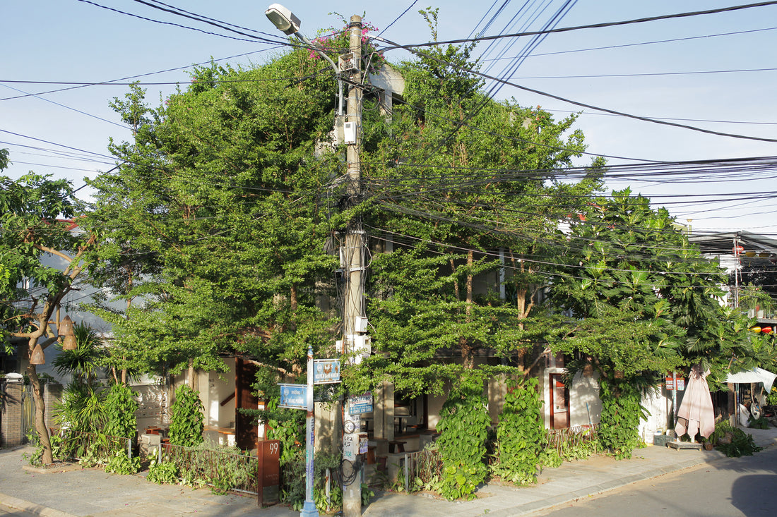 Bonte Cafe - A Green Oasis in the Urban Jungle of Hoi An