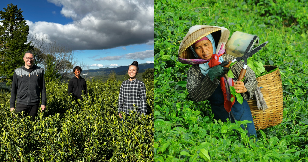Matcha Mania - The Global Surge and Supply Struggles