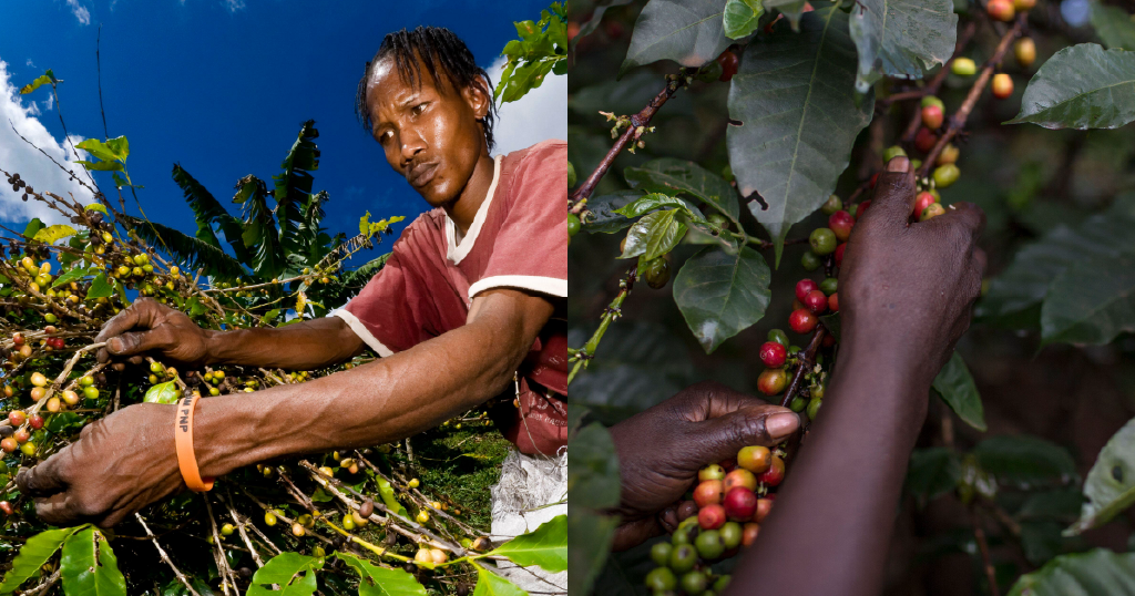 Jamaica's Coffee Revolution - From Decline to Blue Mountain Success
