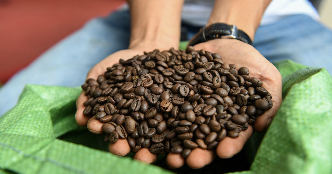 Coffee's Hidden Cost - How Your Morning Brew Destroys Nature