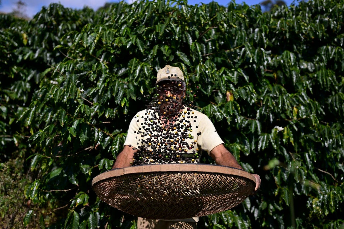 Trump's Tariff Rollercoaster - Coffee Prices and Policy Changes