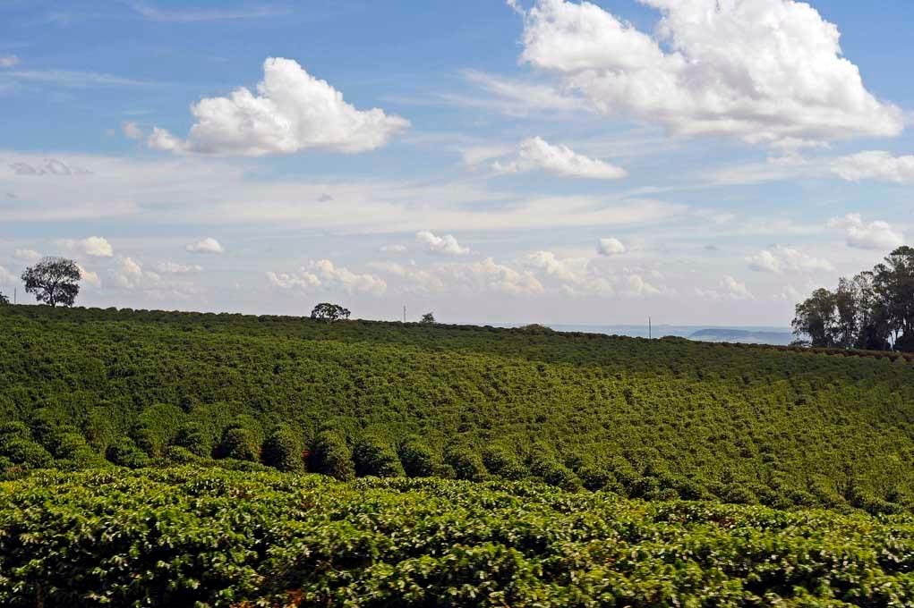 Regenerative Coffee - A Path to Healthier Soil and Better Brews