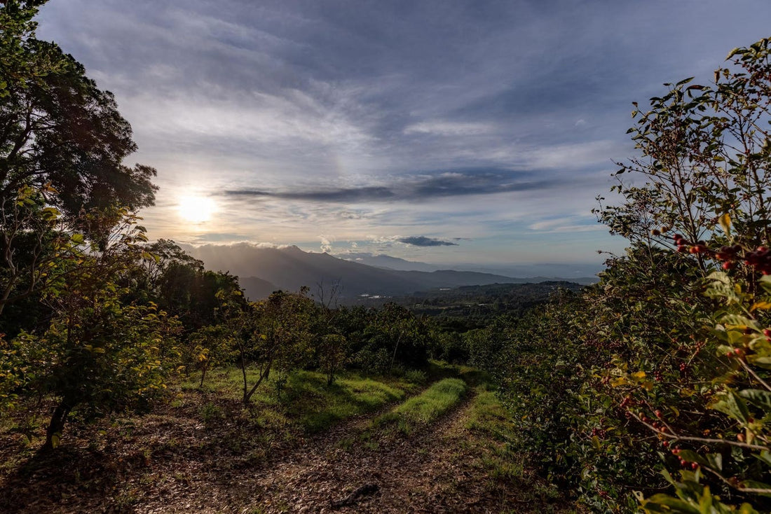 Record-Breaking Geisha Coffee Auction Highlights Panama's Luxury Market