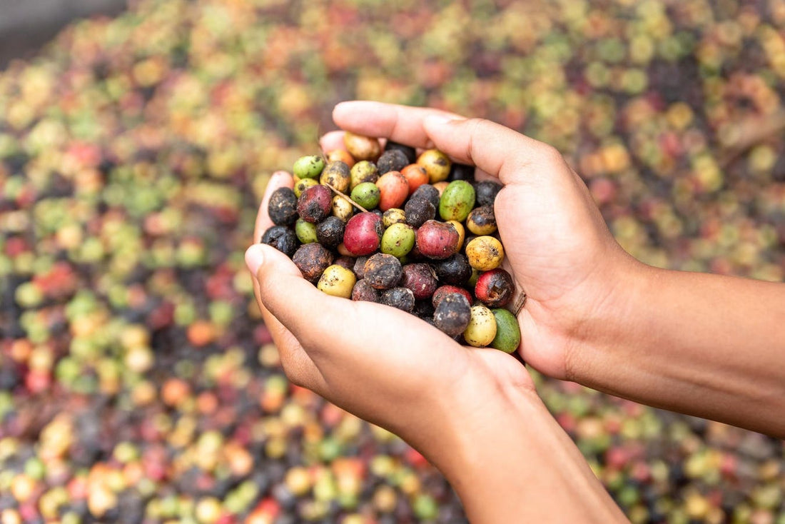 Manila's Coffee Scene - A Brew-tiful Resurgence