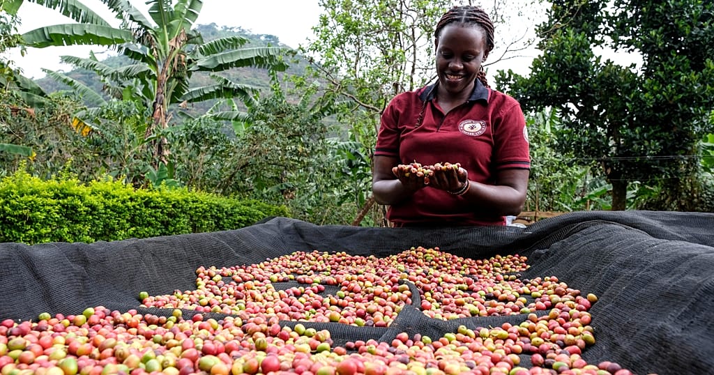Uganda's Coffee Exports Plummet Amid Global Price Decline