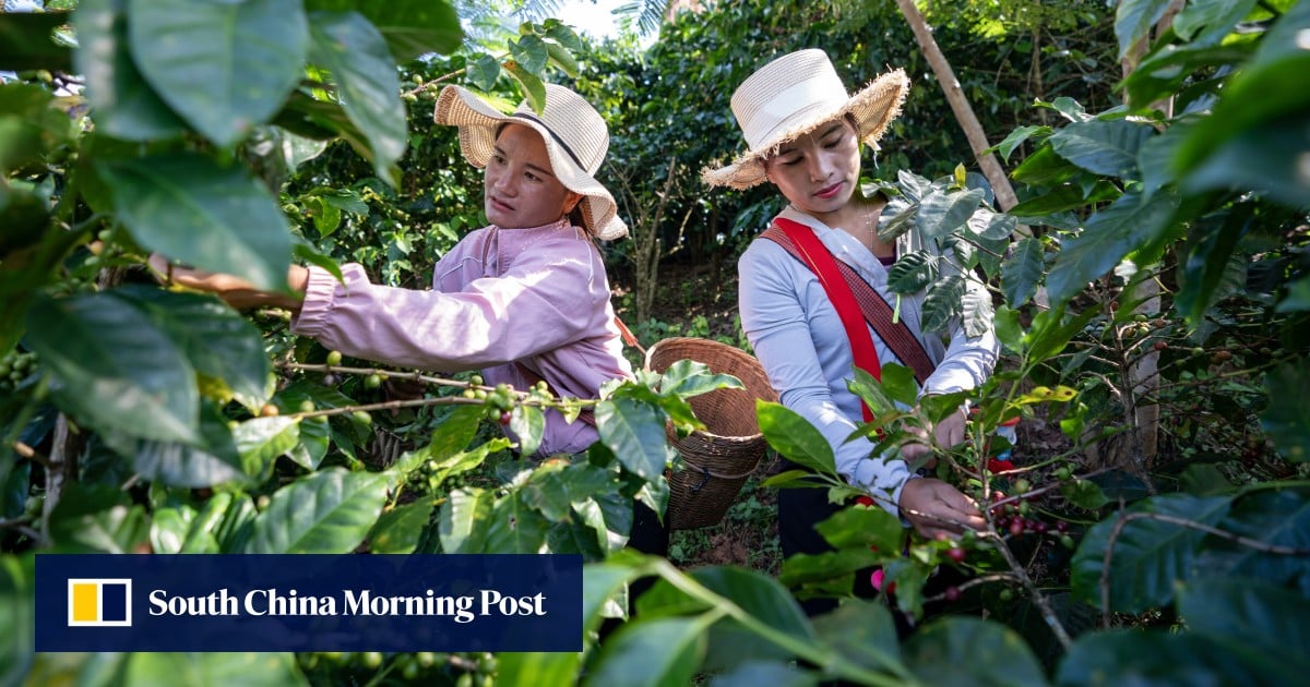Yunnan's Coffee Boom - Rising Exports and Global Demand