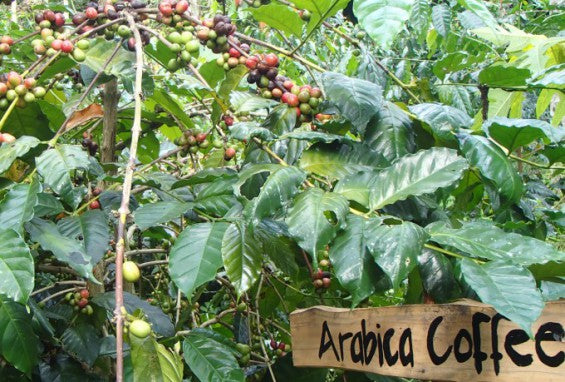 Coffee's Climate Crisis - How Science is Brewing a Sustainable Future