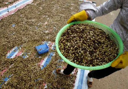 Vietnam Coffee Prices Rise