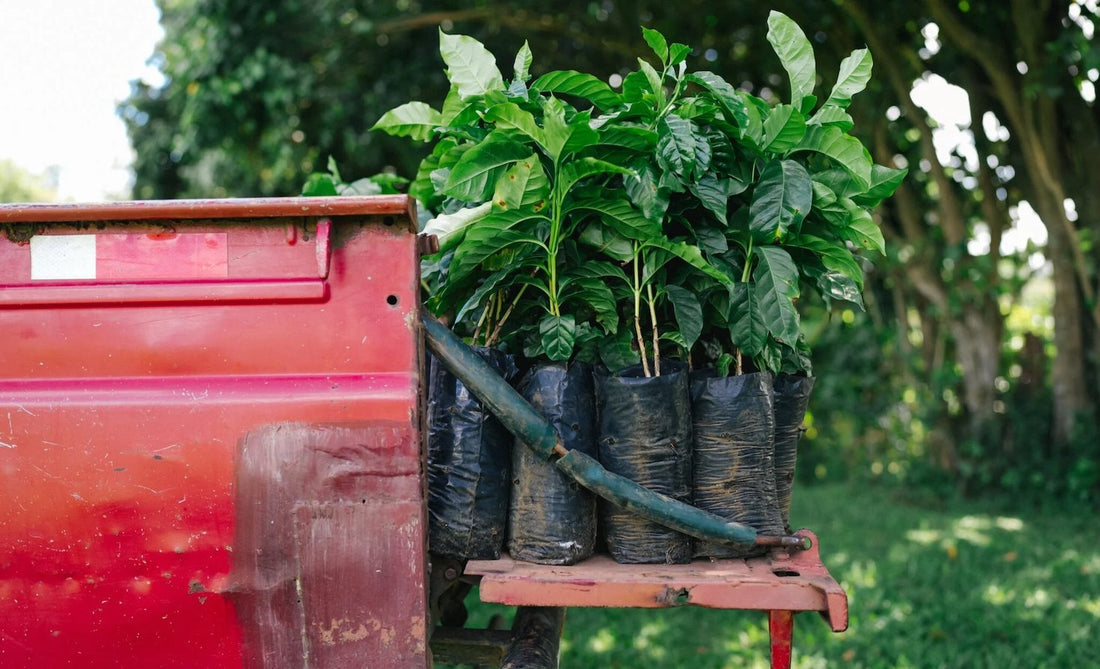 Starbucks Takes Bold Steps to Combat Climate Change in Coffee Production