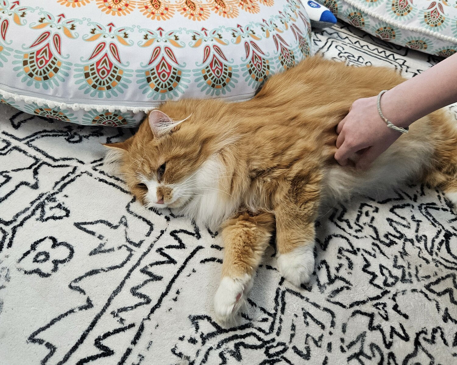 Pawsific NorthWest Cat Cafe - A Purrfect Blend of Coffee and Cat Companionship