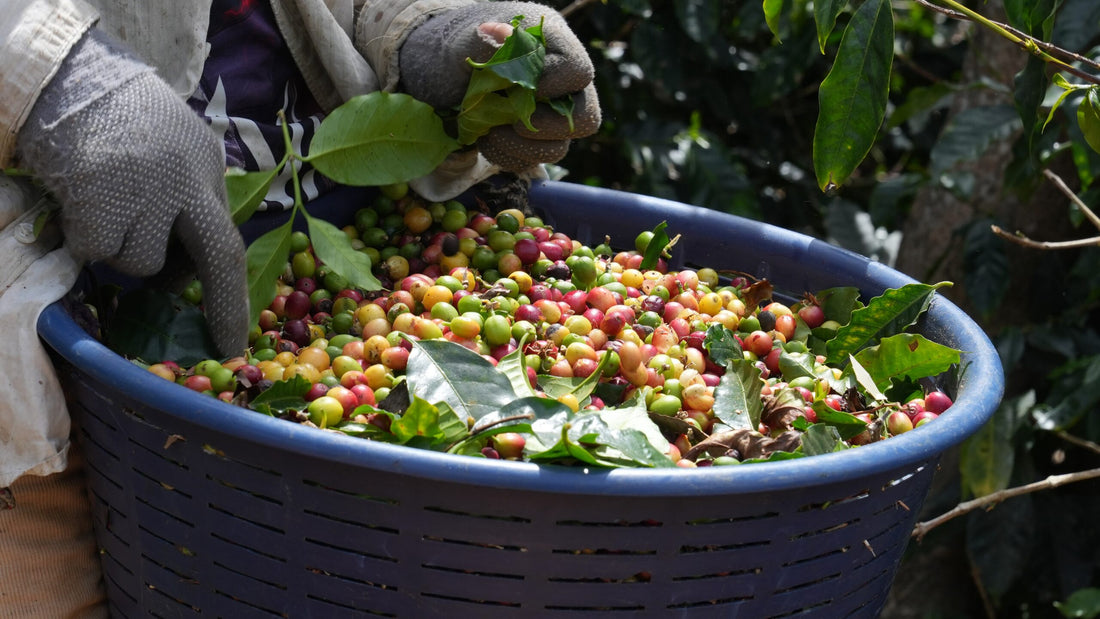 Labor Shortages Threaten Costa Rica's Coffee Harvest