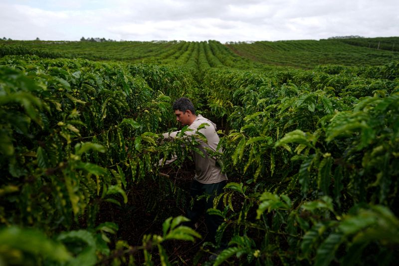 Robusta Coffee's Climate Resilience - Myth or Reality?
