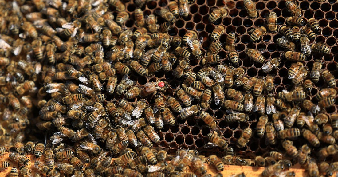 Bee-Free and Buzzing - Land and Water Coffee Reopens After Infestation