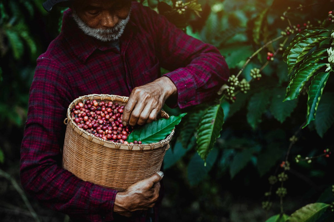 Caffeine Crisis - Coffee Faces Climate Change Catastrophe