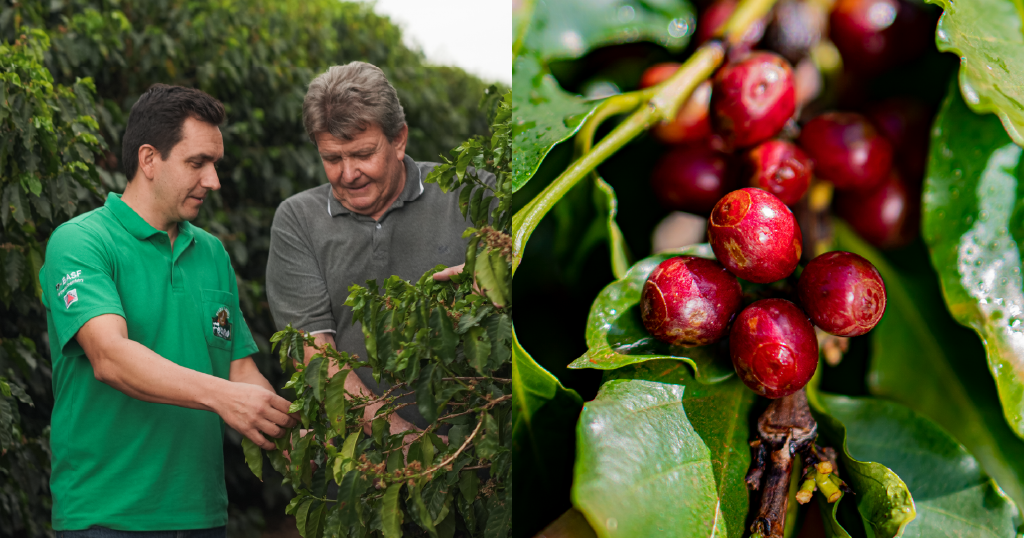 Rising Specialty Coffee Demand - Challenges and Opportunities for Producers