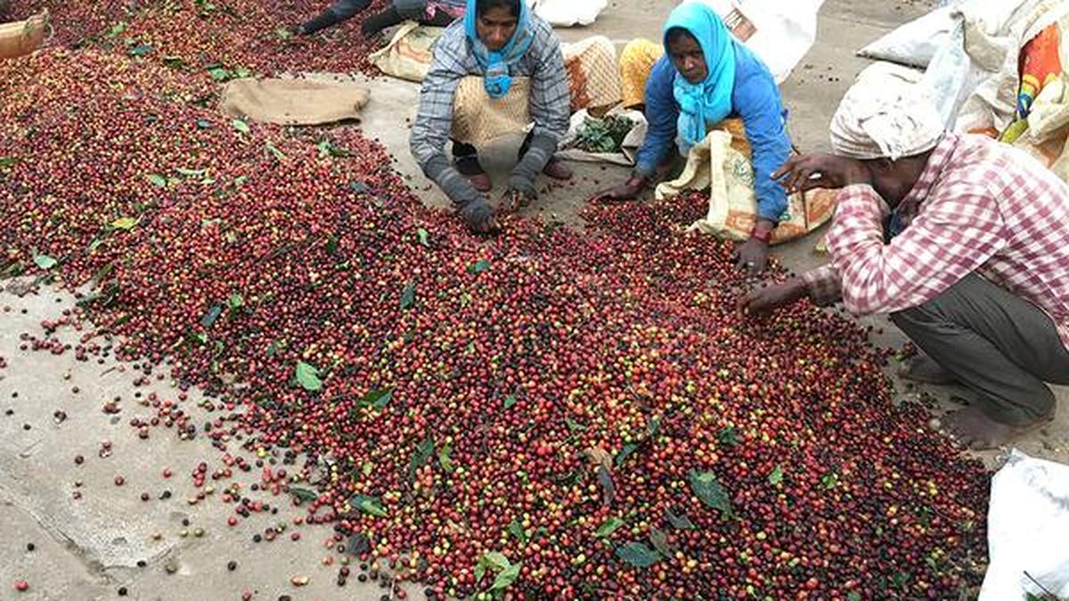 EU Coffee Demand Surges Ahead of Deforestation Regulation