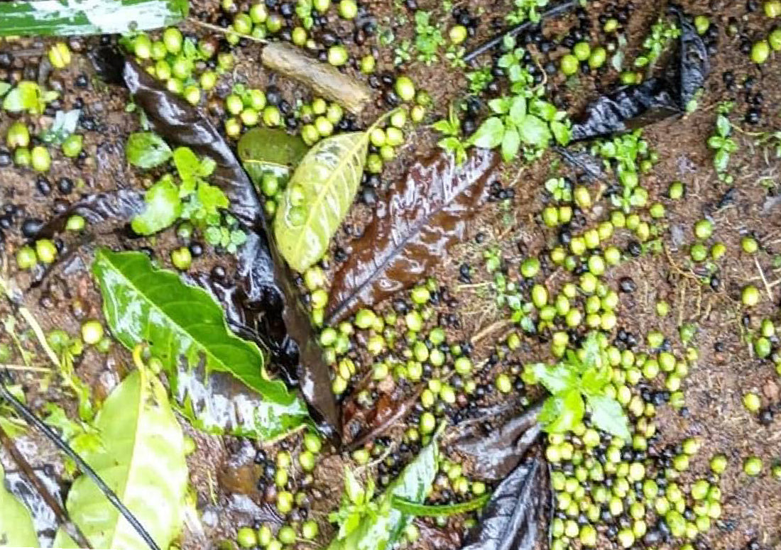Coffee Growers Face Crisis as Heavy Rains Devastate Harvests