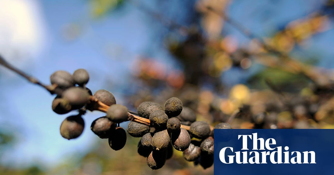 Ethiopia's Coffee Crisis - Climate Change Threatens a Vital Industry