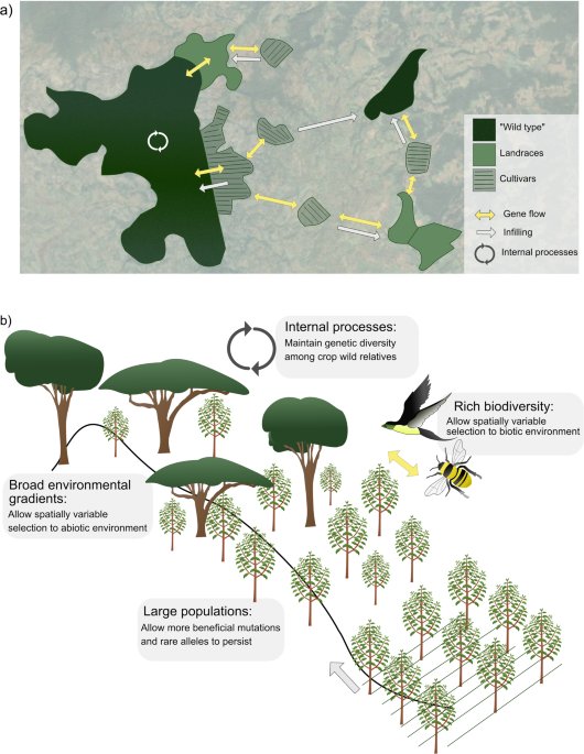 Balancing Biodiversity and Agriculture - Lessons from Ethiopian Coffee Farms