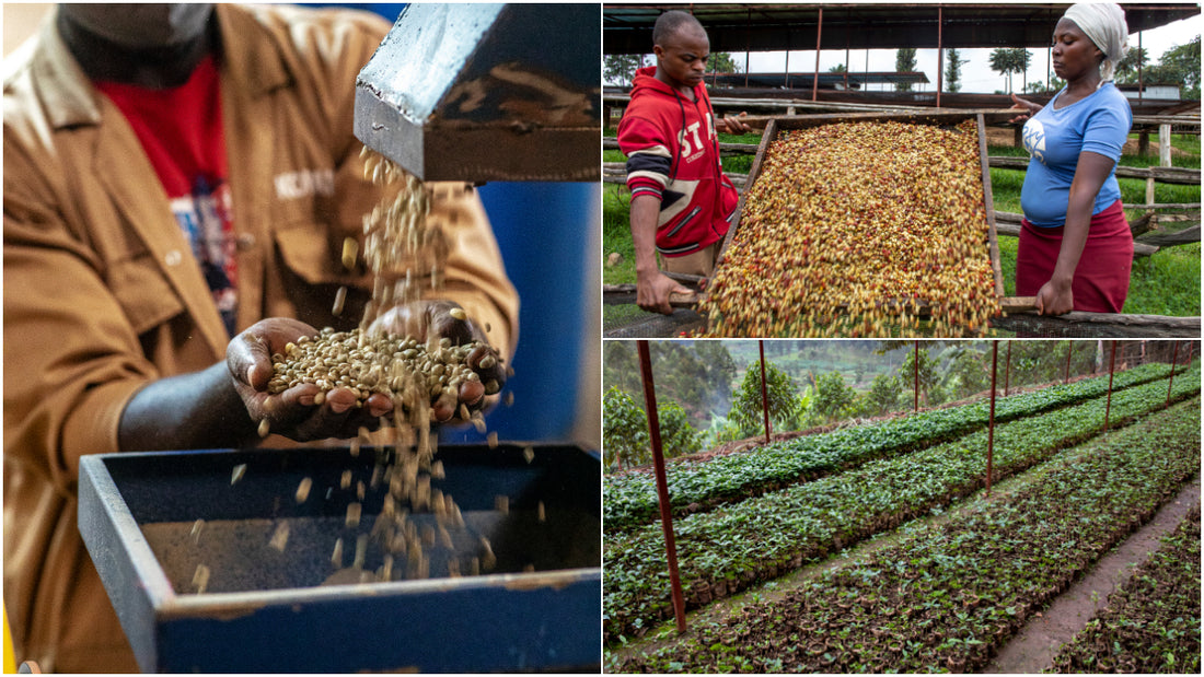 Rwanda's Coffee Shines with Record Auction Price
