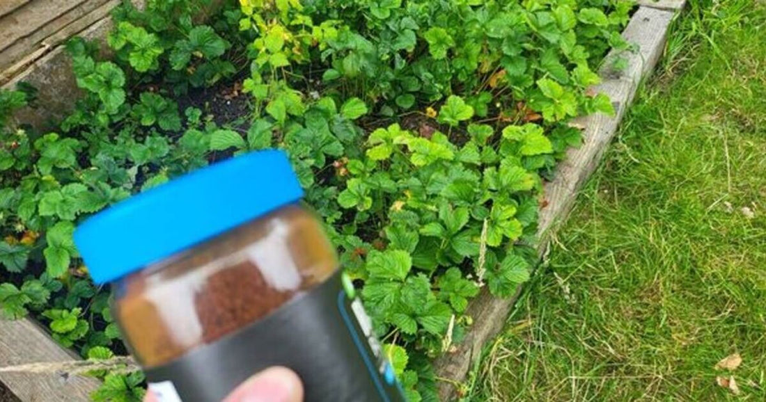 Deter Slugs This Winter with Coffee Grounds
