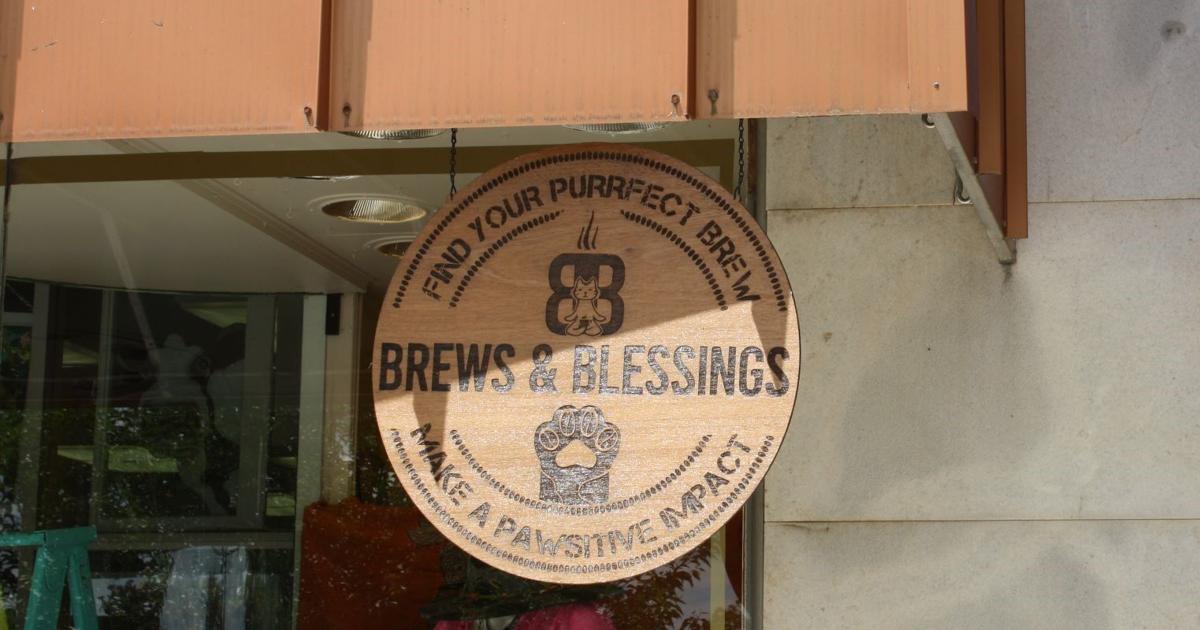 Cat Rescuer Funds Feline Welfare with Unique Coffee Store