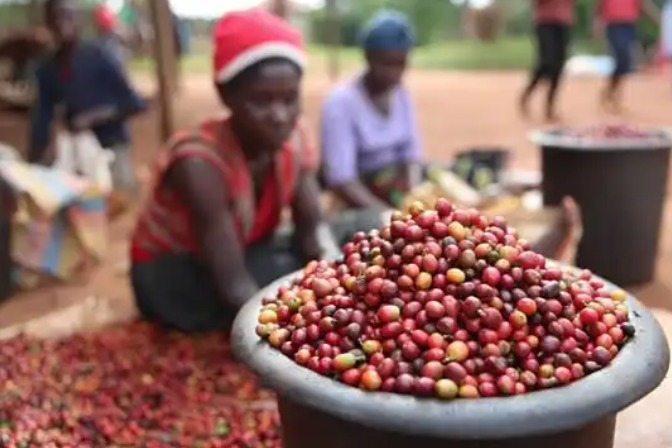 Coffee Dreams - How Small Farmers are Brewing Big Profits in Kenya