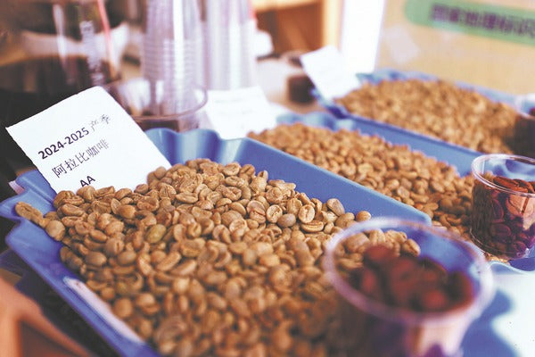 Yunnan Coffee's Global Rise - A New Era for Chinese Beans