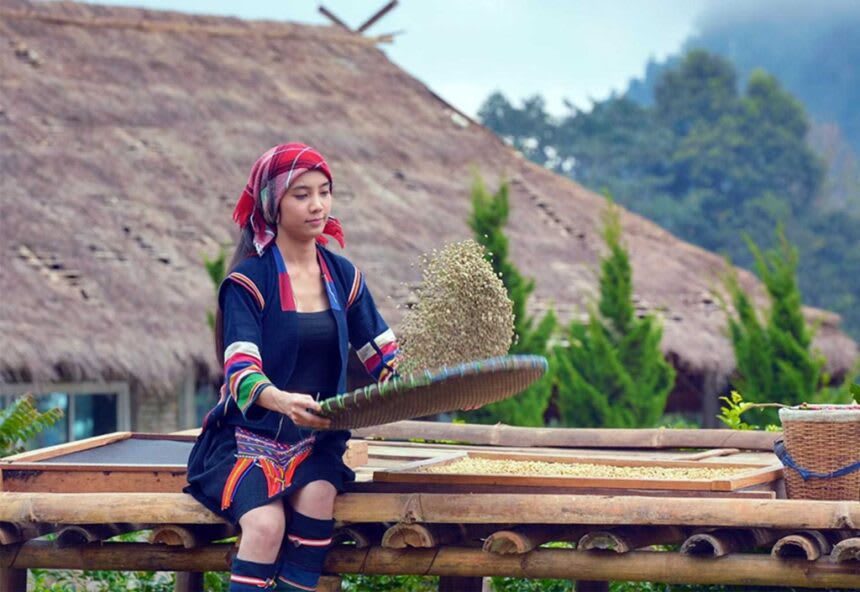 Thailand's Coffee Revolution - From Tea to Specialty Brews
