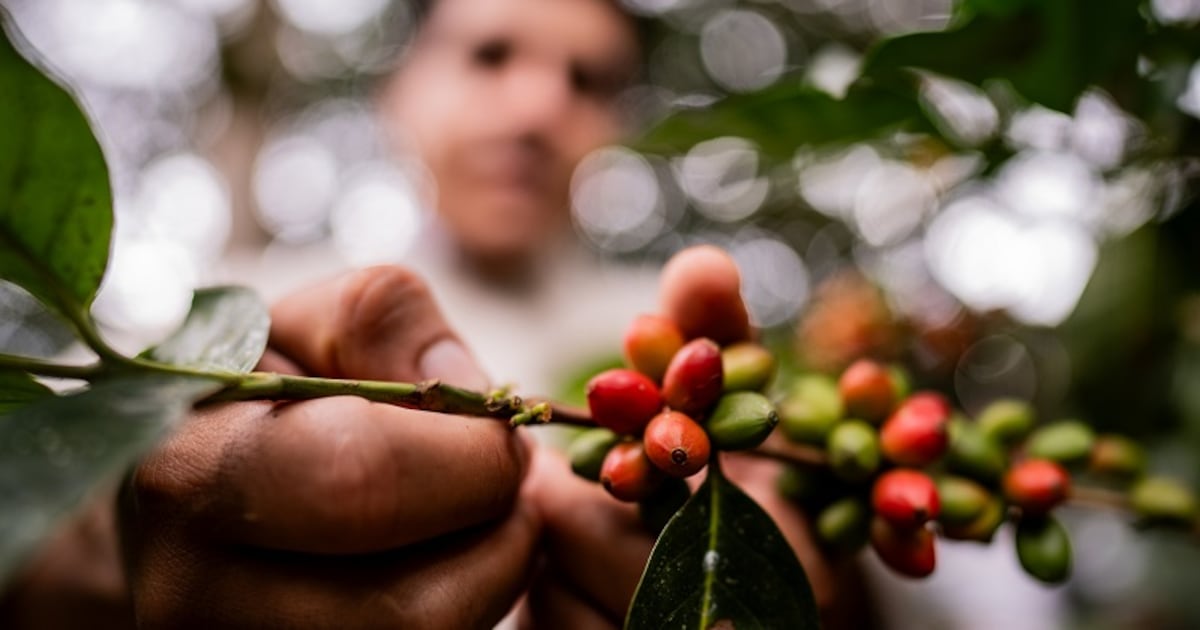 Building a Greener Coffee Supply Chain - Westrock's Path to Sustainability