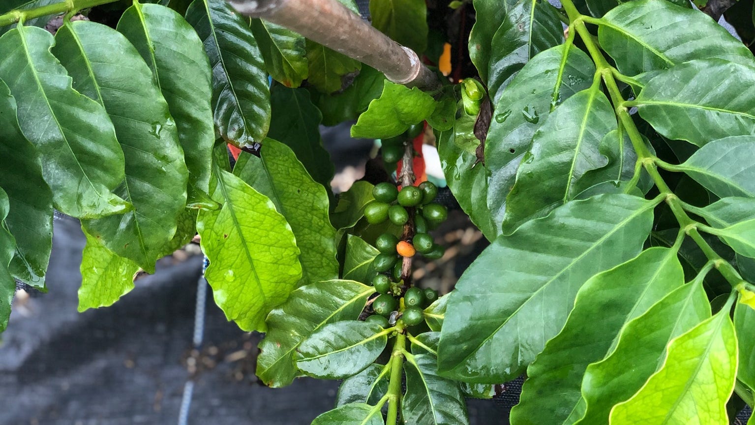 Coffee's Future - Exploring Robusta as a Climate-Resilient Alternative