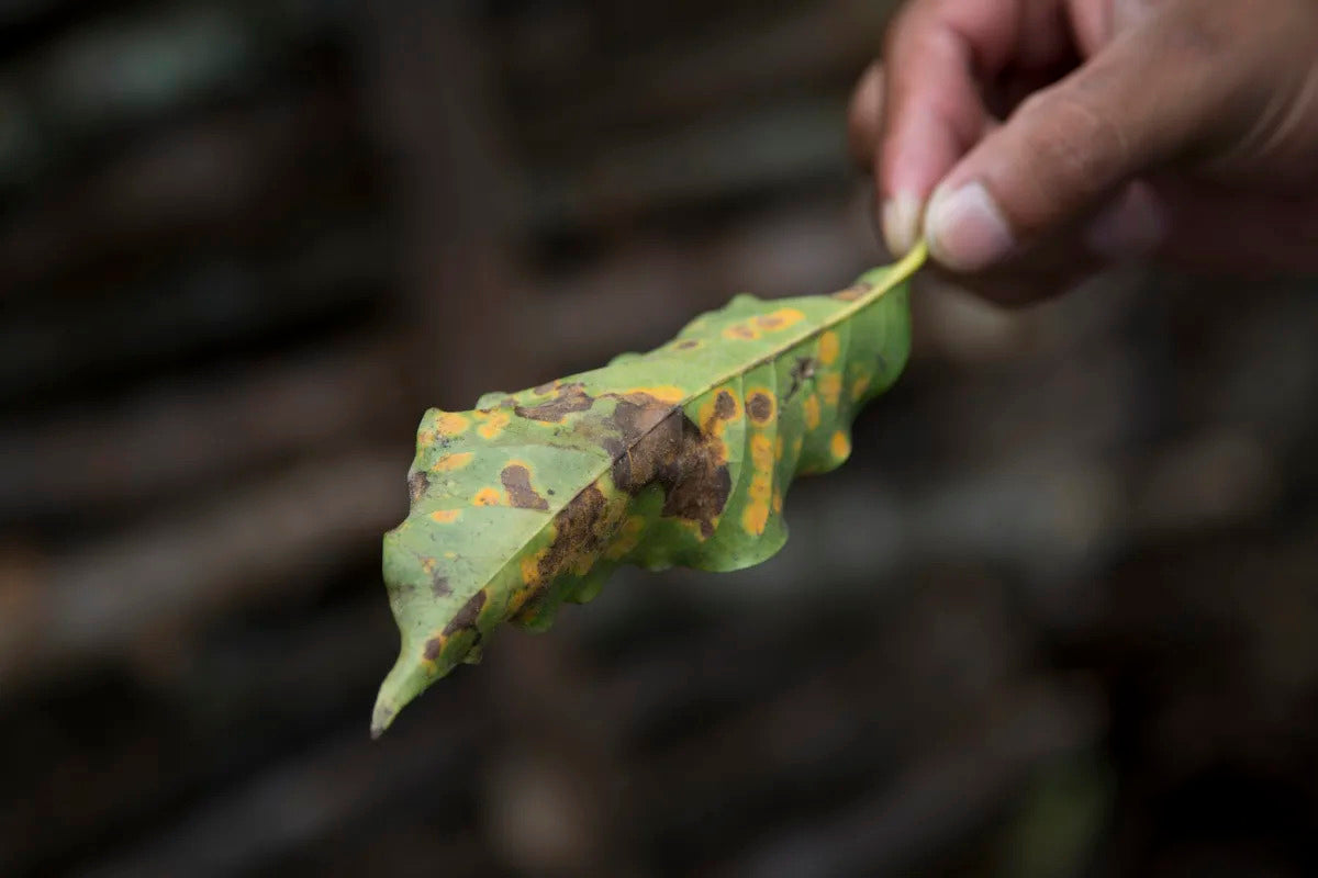 Guatemalan Coffee Farmers Battle Climate-Driven Coffee Rust Crisis