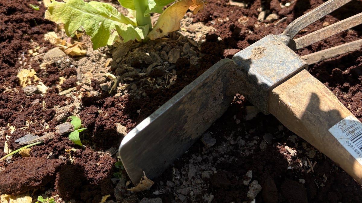 Coffee Grounds - A Gardener's Friend or Foe?