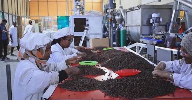Ethiopia's Coffee Exports Hit Record $3 Billion Amid Global Challenges