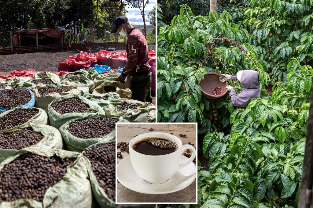 Coffee Prices Surge Amid Supply Chain Woes and Climate Challenges