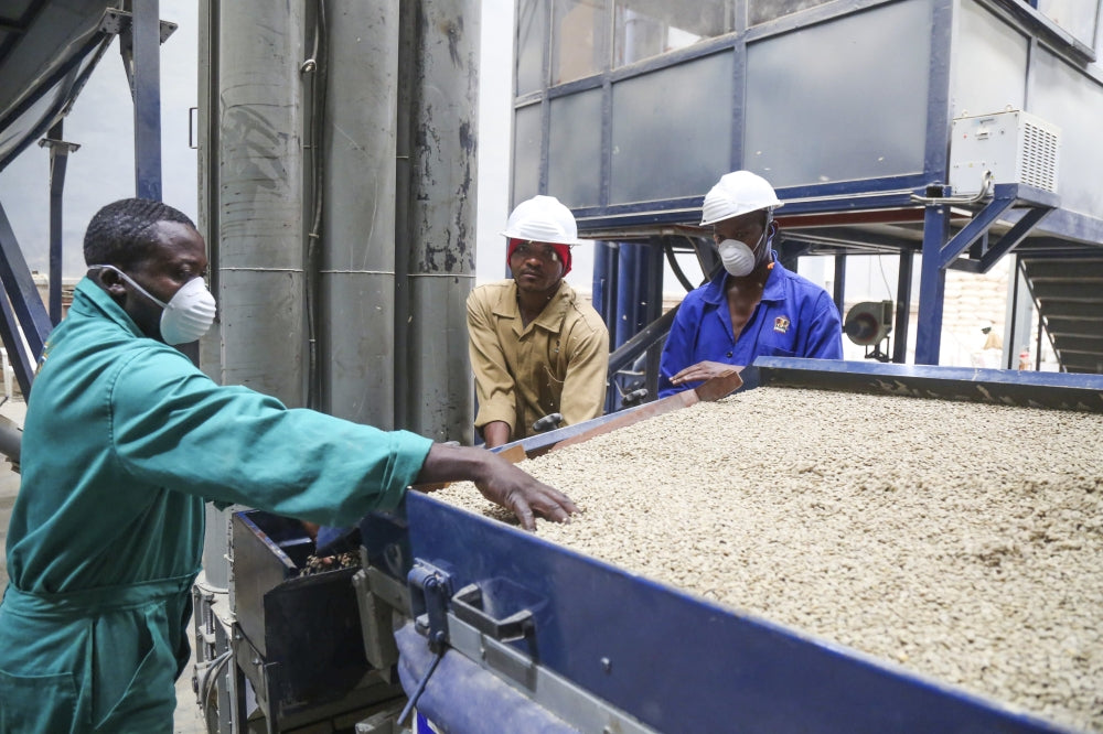 Rwanda's Coffee Auctions Set New Records and Boost Demand