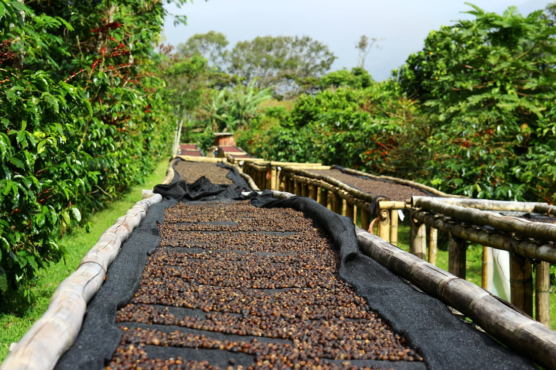 Record-Breaking Coffee Auction - GW-01 Sells for Over $30,000/kg