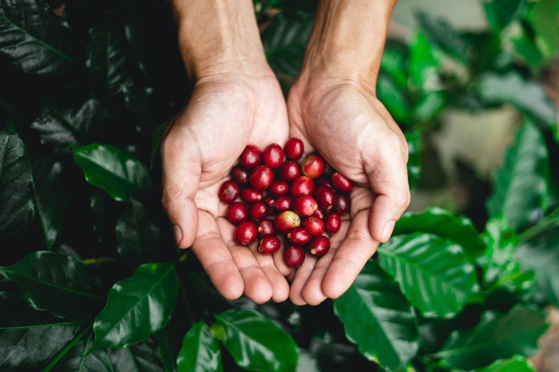 G7 Meeting Boosts Global Coffee Sustainability Efforts