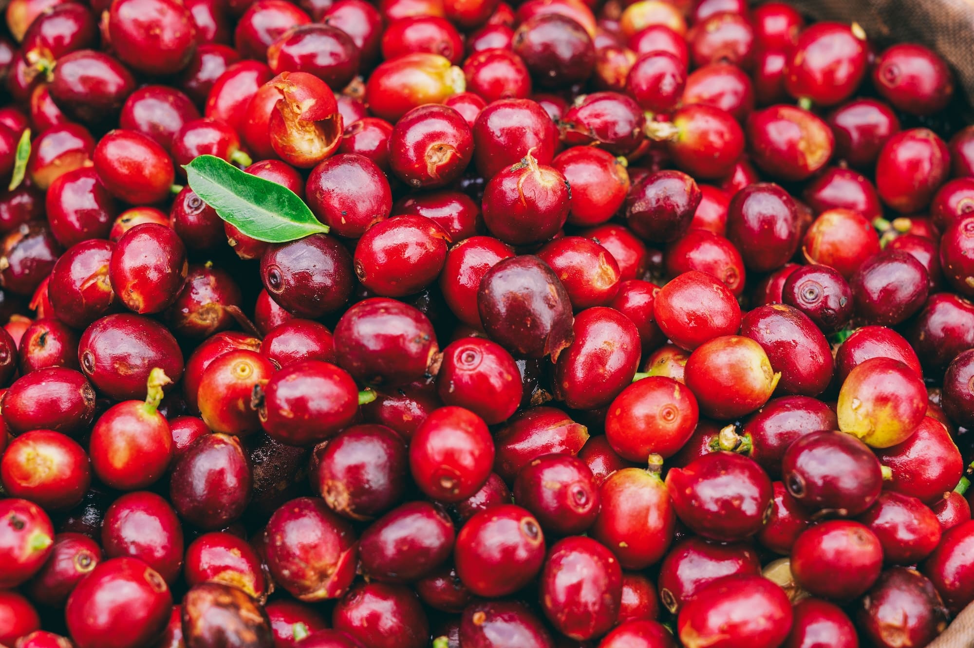 Reviving Fiji's Coffee and Cocoa Industries for Economic Growth