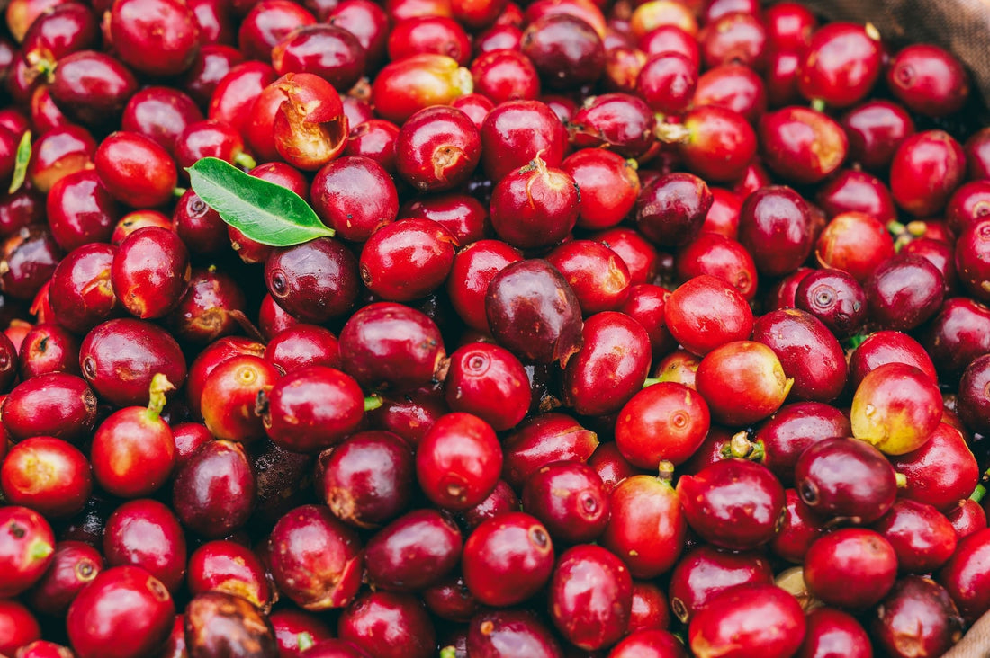 Reviving Fiji's Coffee and Cocoa Industries for Economic Growth