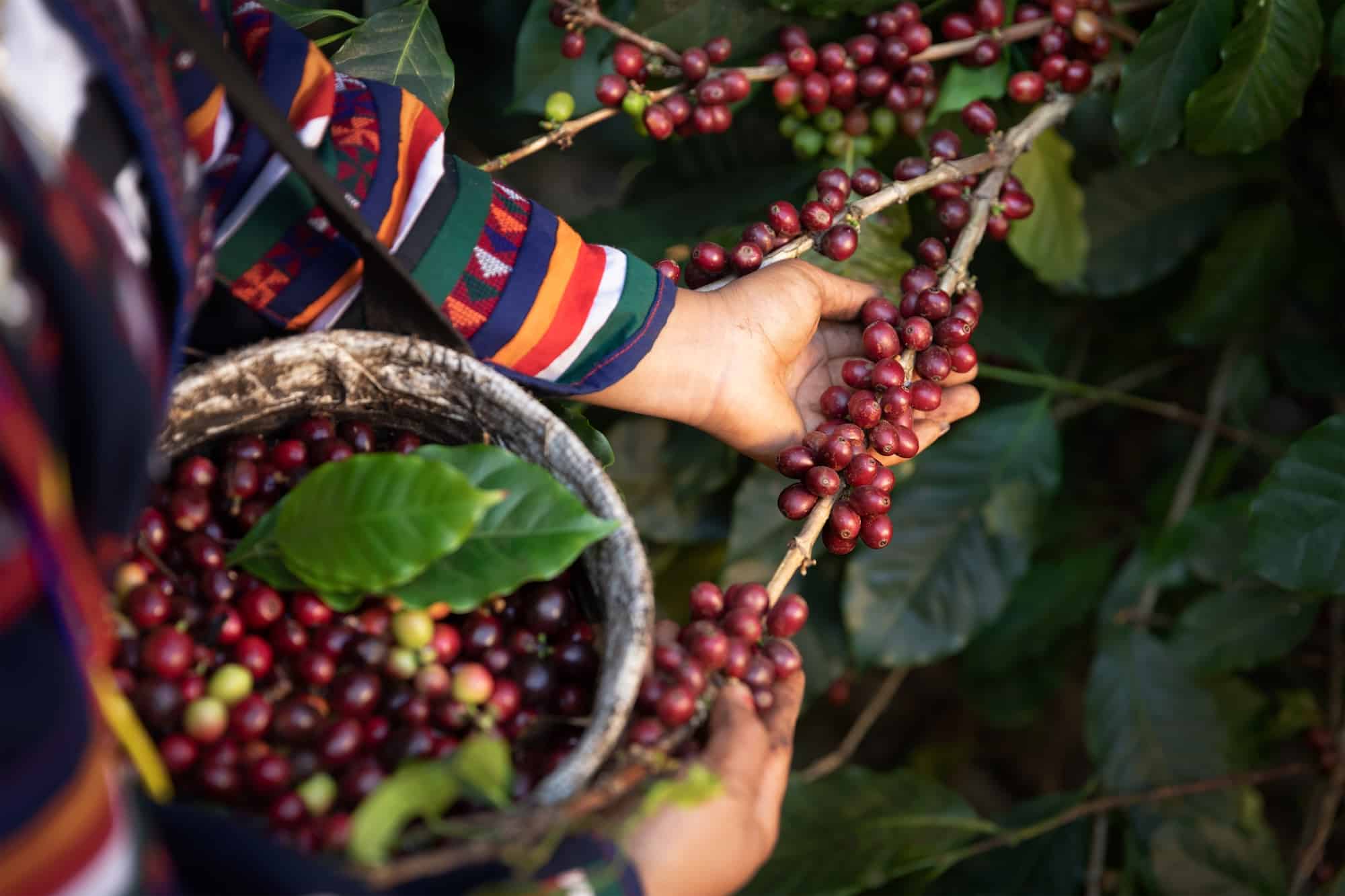 New Partnership to Boost Climate Resilience for Coffee Farmers