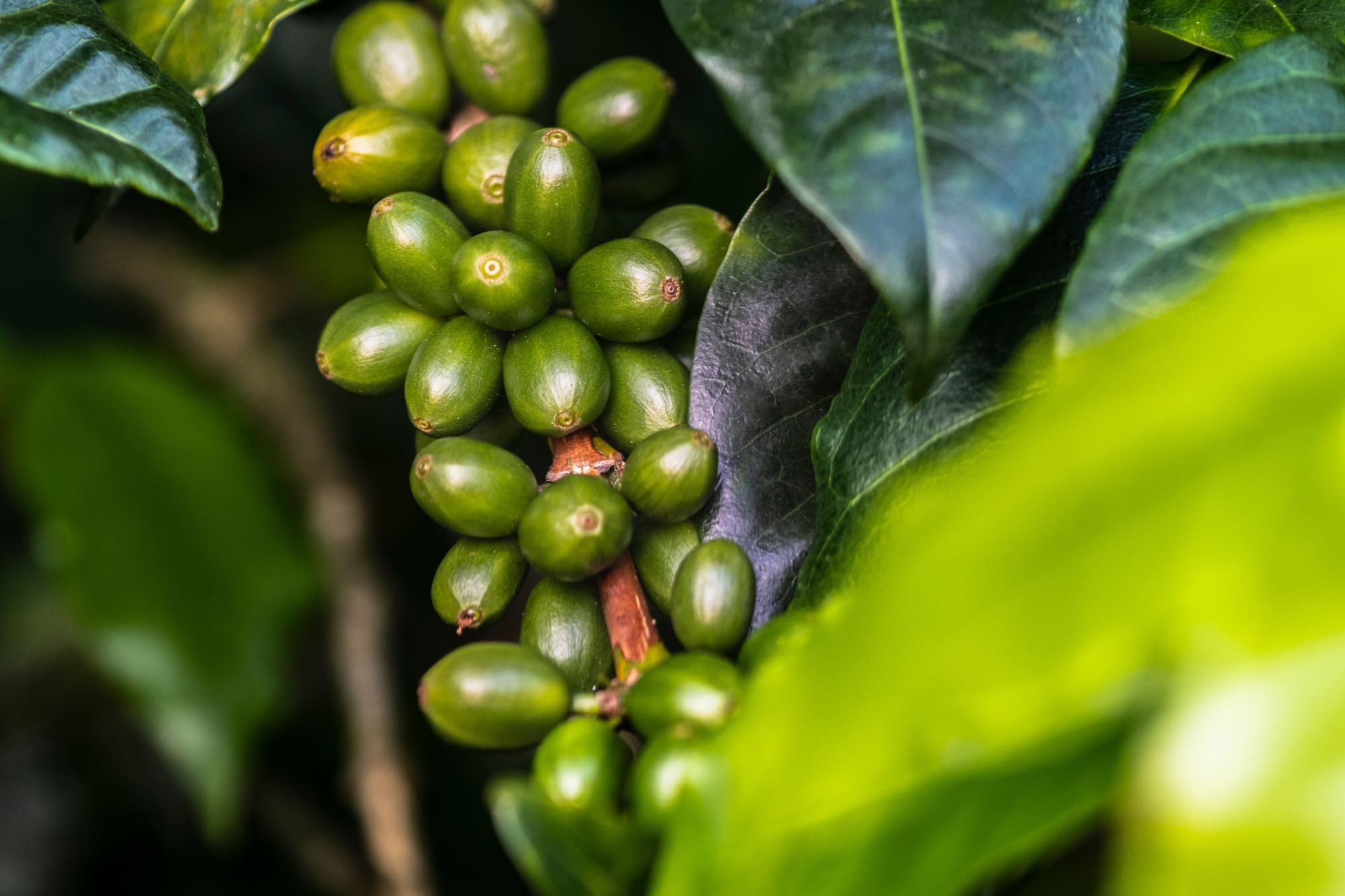 New Method Boosts Quality of Immature Coffee Beans to Specialty Level