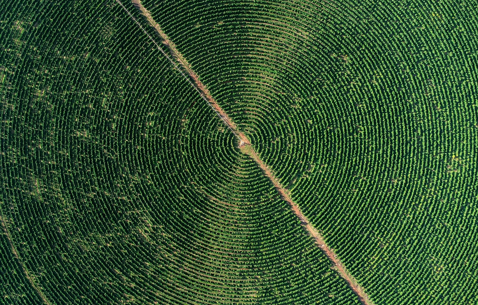 Brazilian Coffee Exports to China Surge Amid US Tariff Threat