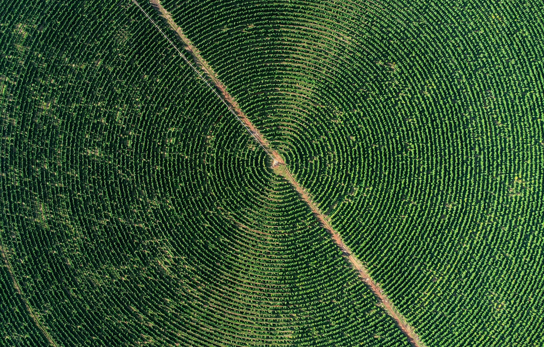 Brazilian Coffee Exports to China Surge Amid US Tariff Threat
