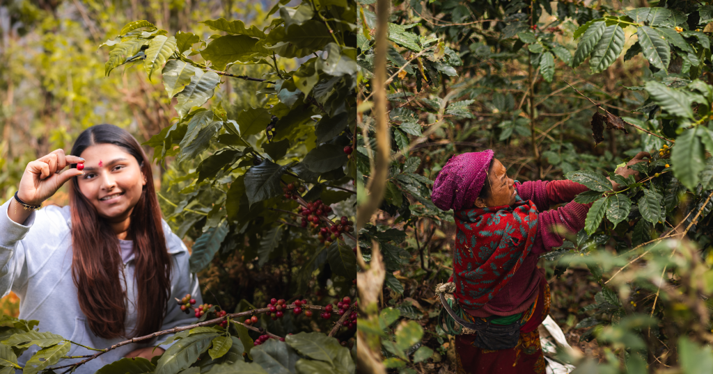 Nepal - The Rising Star in Specialty Coffee Production