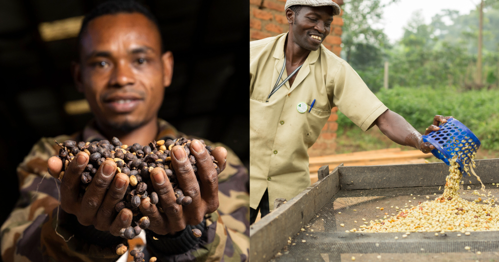 Innovation Pressure in Specialty Coffee - Navigating Challenges and Success