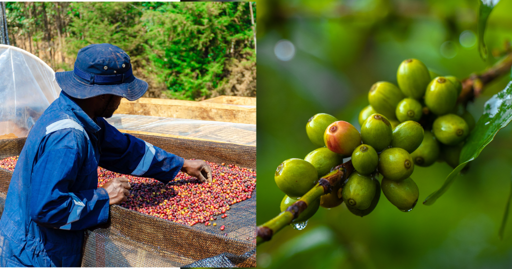 Nigerian Coffee - A Hidden Gem with Untapped Potential