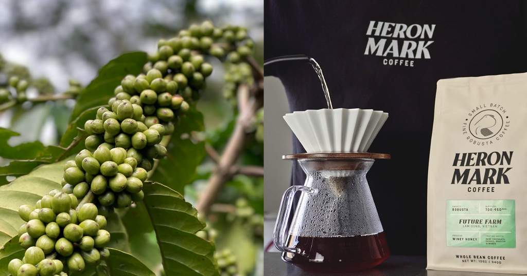 Robusta Coffee - The Rising Star of Specialty Coffee